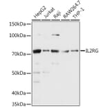 Western Blot - Anti-IL-2RG Antibody (A13685) - Antibodies.com