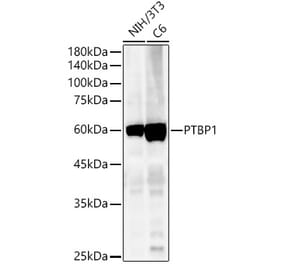 Western Blot - Anti-PTBP1 Antibody (A13686) - Antibodies.com
