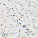 Immunohistochemistry - Anti-PTBP1 Antibody (A13686) - Antibodies.com