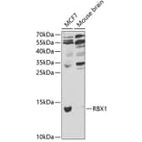 Western Blot - Anti-RBX1 Antibody (A13687) - Antibodies.com