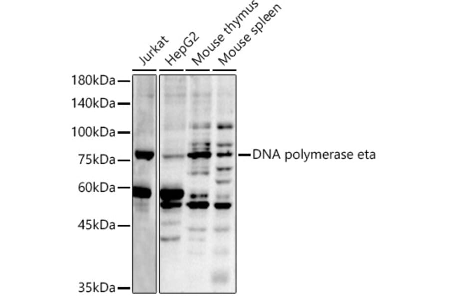 Western Blot - Anti-DNA polymerase eta Antibody (A13688) - Antibodies.com