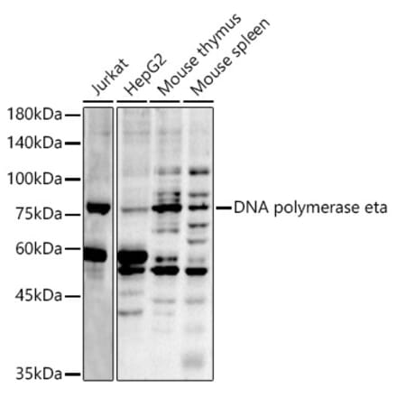 Western Blot - Anti-DNA polymerase eta Antibody (A13688) - Antibodies.com