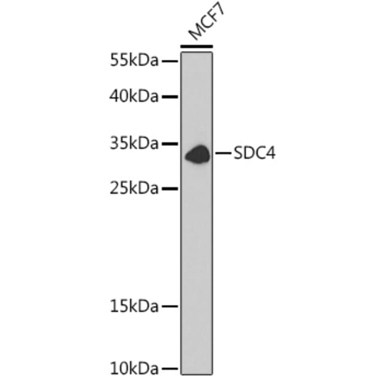 Western Blot - Anti-Syndecan 4 Antibody (A13689) - Antibodies.com