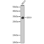 Western Blot - Anti-Syndecan 4 Antibody (A13689) - Antibodies.com