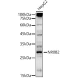Western Blot - Anti-NR0B2 Antibody (A13691) - Antibodies.com