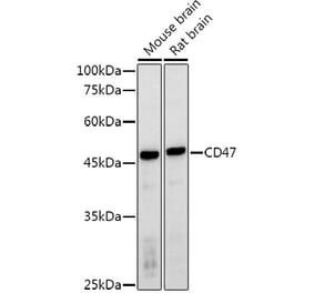 Western Blot - Anti-CD47 Antibody (A13692) - Antibodies.com