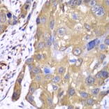 Immunohistochemistry - Anti-PRDX1 Antibody (A1842) - Antibodies.com