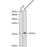 Western Blot - Anti-RNA polymeraseII RPB11 Antibody (A13695) - Antibodies.com