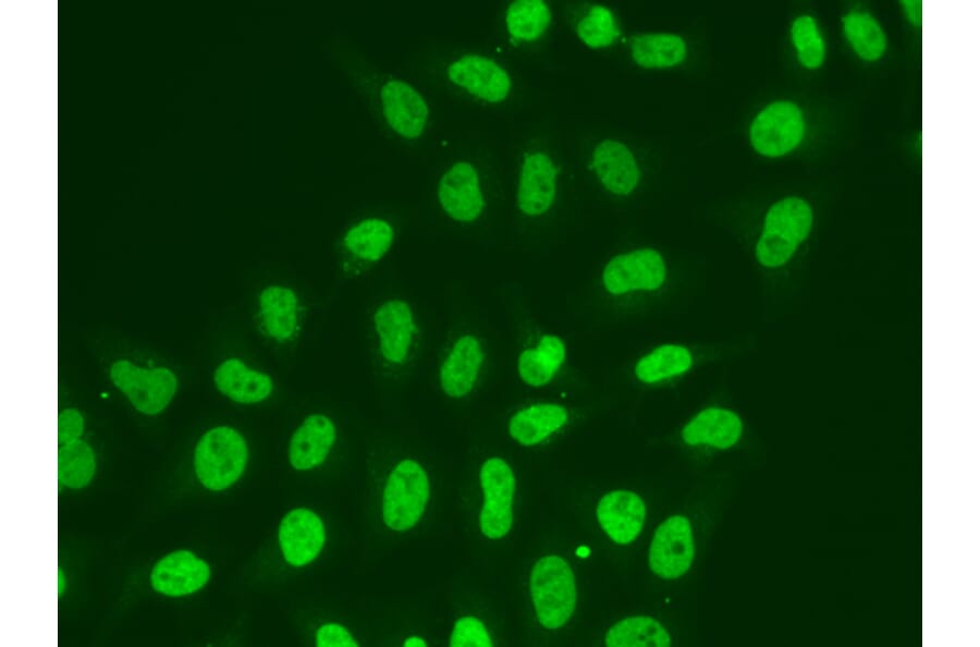 Immunofluorescence - Anti-RNA polymeraseII RPB11 Antibody (A13695) - Antibodies.com