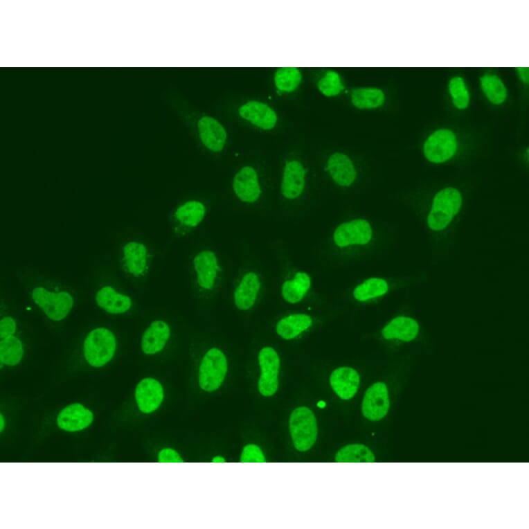 Immunofluorescence - Anti-RNA polymeraseII RPB11 Antibody (A13695) - Antibodies.com