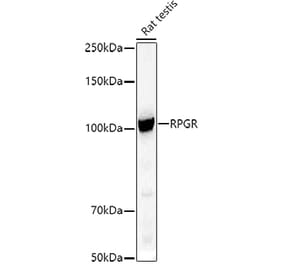 Western Blot - Anti-RPGR Antibody (A13696) - Antibodies.com