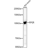Western Blot - Anti-RPGR Antibody (A13696) - Antibodies.com