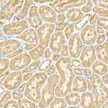 Immunohistochemistry - Anti-RPGR Antibody (A13696) - Antibodies.com