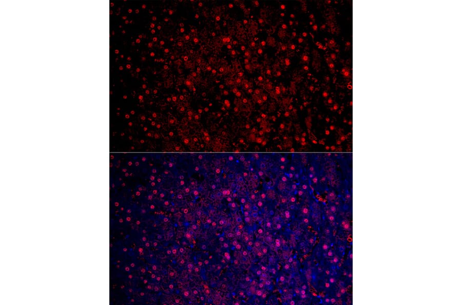 Immunofluorescence - Anti-Liver Arginase Antibody (A13699) - Antibodies.com