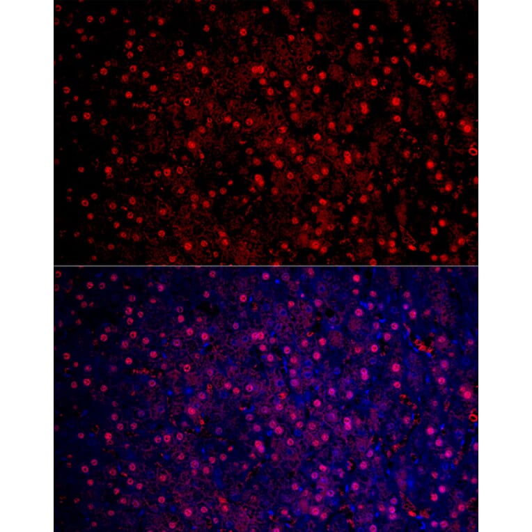 Immunofluorescence - Anti-Liver Arginase Antibody (A13699) - Antibodies.com