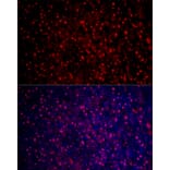 Immunofluorescence - Anti-Liver Arginase Antibody (A13699) - Antibodies.com
