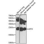 Western Blot - Anti-ATF3 Antibody (A13702) - Antibodies.com
