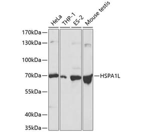 Western Blot - Anti-HSPA1L Antibody (A13704) - Antibodies.com