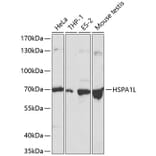 Western Blot - Anti-HSPA1L Antibody (A13704) - Antibodies.com