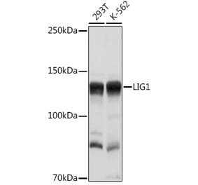 Western Blot - Anti-LIG1 Antibody (A13706) - Antibodies.com