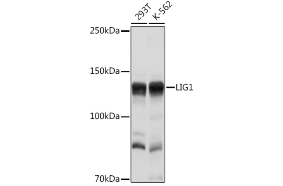 Western Blot - Anti-LIG1 Antibody (A13706) - Antibodies.com