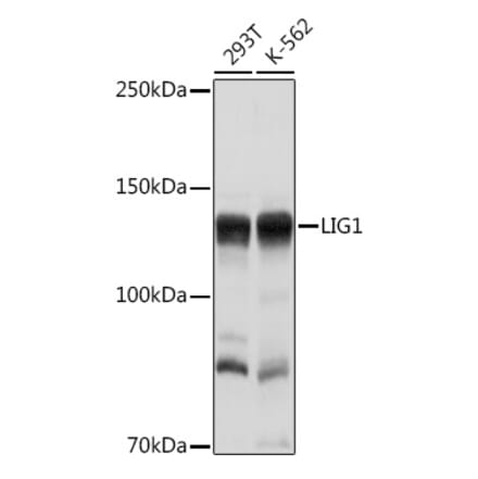 Western Blot - Anti-LIG1 Antibody (A13706) - Antibodies.com