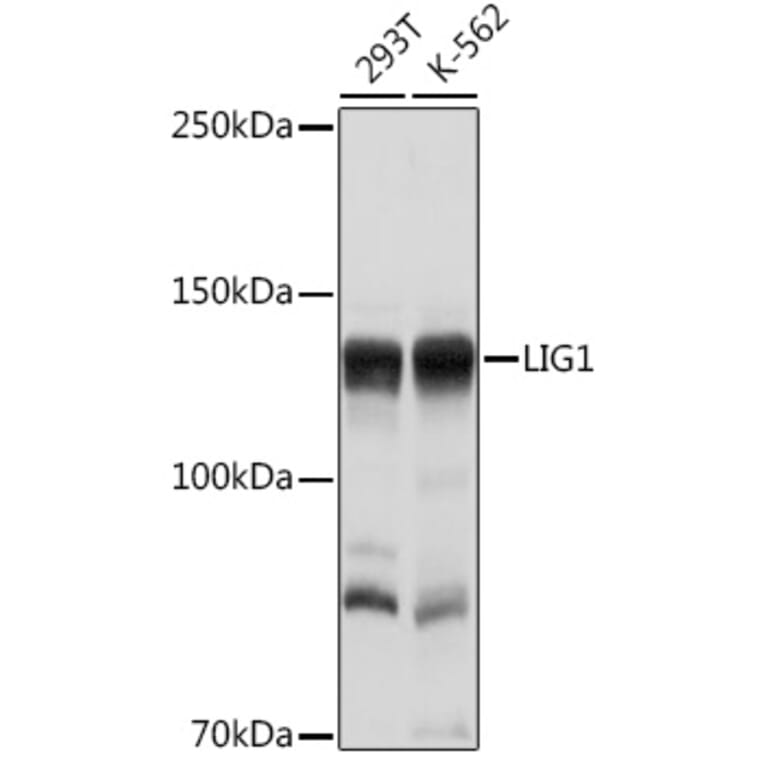 Western Blot - Anti-LIG1 Antibody (A13706) - Antibodies.com