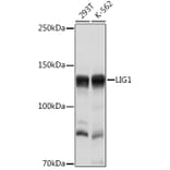 Western Blot - Anti-LIG1 Antibody (A13706) - Antibodies.com
