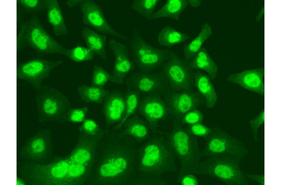 Immunofluorescence - Anti-LIG1 Antibody (A13706) - Antibodies.com