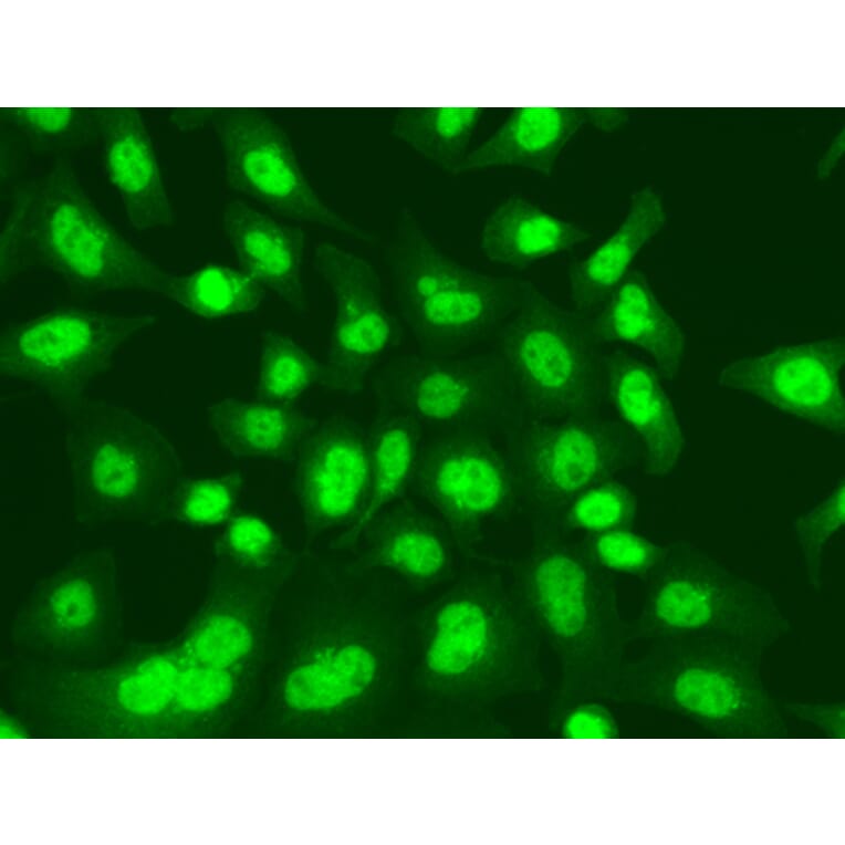 Immunofluorescence - Anti-LIG1 Antibody (A13706) - Antibodies.com