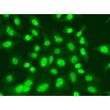 Immunofluorescence - Anti-LIG1 Antibody (A13706) - Antibodies.com