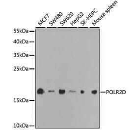 Western Blot - Anti-RNA polymerase II RPB4 Antibody (A13707) - Antibodies.com