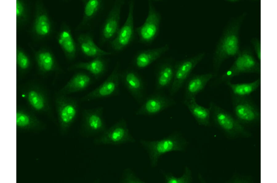 Immunofluorescence - Anti-RNA polymerase II RPB4 Antibody (A13707) - Antibodies.com