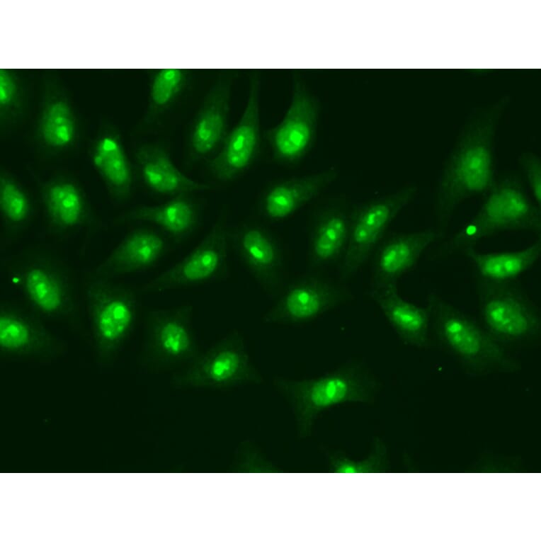 Immunofluorescence - Anti-RNA polymerase II RPB4 Antibody (A13707) - Antibodies.com