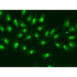 Immunofluorescence - Anti-RNA polymerase II RPB4 Antibody (A13707) - Antibodies.com