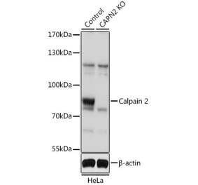 Western Blot - Anti-Calpain 2 Antibody (A13708) - Antibodies.com