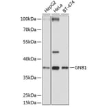 Western Blot - Anti-GNB1 Antibody (A13713) - Antibodies.com