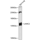 Western Blot - Anti-LAMC2 Antibody (A13714) - Antibodies.com