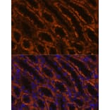 Immunofluorescence - Anti-LAMC2 Antibody (A13714) - Antibodies.com