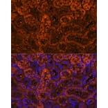 Immunofluorescence - Anti-LAMC2 Antibody (A13714) - Antibodies.com