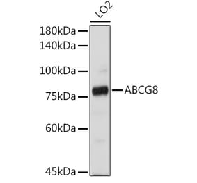 Western Blot - Anti-ABCG8 Antibody (A13719) - Antibodies.com