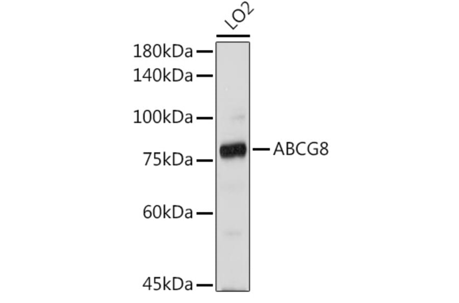 Western Blot - Anti-ABCG8 Antibody (A13719) - Antibodies.com