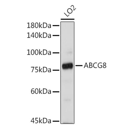 Western Blot - Anti-ABCG8 Antibody (A13719) - Antibodies.com