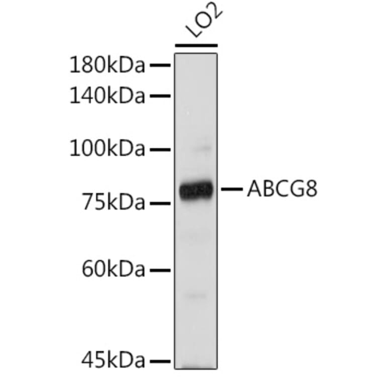 Western Blot - Anti-ABCG8 Antibody (A13719) - Antibodies.com