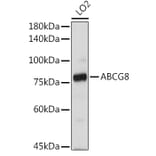 Western Blot - Anti-ABCG8 Antibody (A13719) - Antibodies.com