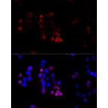 Immunofluorescence - Anti-ABCG8 Antibody (A13719) - Antibodies.com