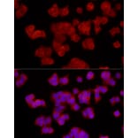 Immunofluorescence - Anti-EPHX2 Antibody (A13722) - Antibodies.com