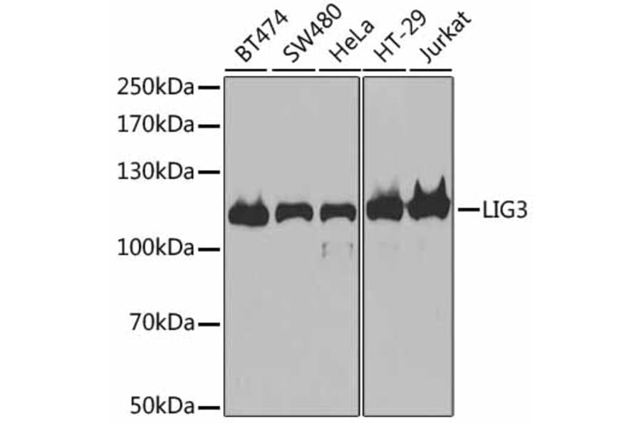 Western Blot - Anti-LIG3 Antibody (A13724) - Antibodies.com