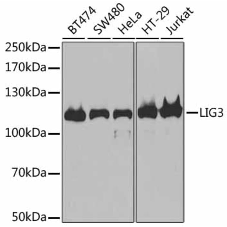Western Blot - Anti-LIG3 Antibody (A13724) - Antibodies.com