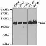 Western Blot - Anti-LIG3 Antibody (A13724) - Antibodies.com